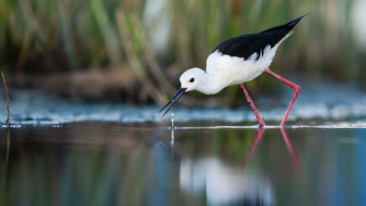 Foto - Sulak alanların ince bacaklı misafirleri! Zarif göçmenler yola çıktı