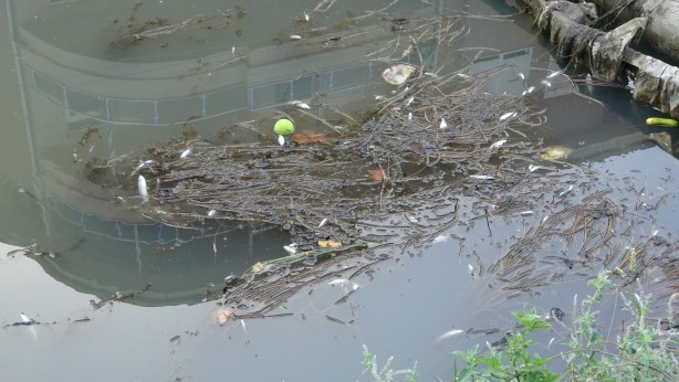 Foto - Sulama kanalında endişelendiren görüntü! Vatandaşlar tedirgin