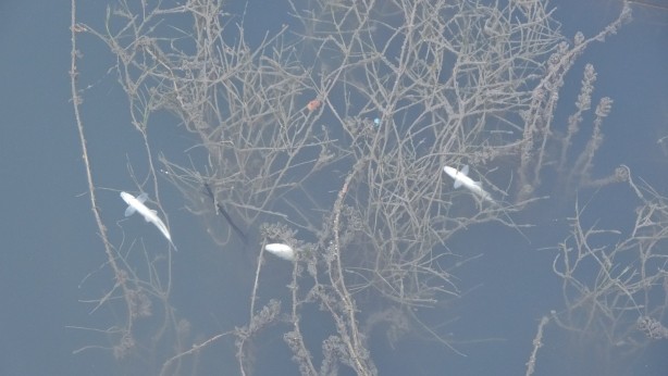 Foto - Sulama kanalında endişelendiren görüntü! Vatandaşlar tedirgin