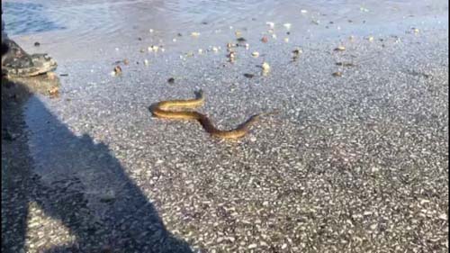 Foto - Sular çekildi, her yeri yılan sardı