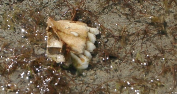Foto - Sular çekildi, mezarlar gün yüzüne çıktı! Kemikler kıyıya vurdu