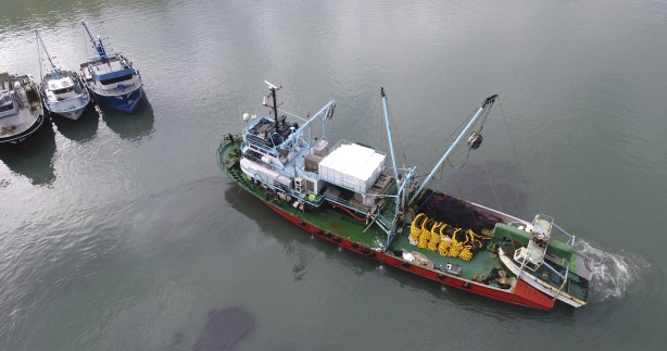 Foto - Sularımızda son 15 gün! Karadeniz'den hamsi fışkırıyor