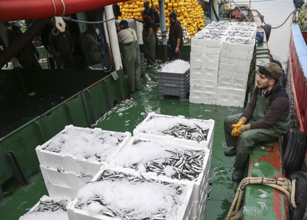 Foto - Sularımızda son 15 gün! Karadeniz'den hamsi fışkırıyor