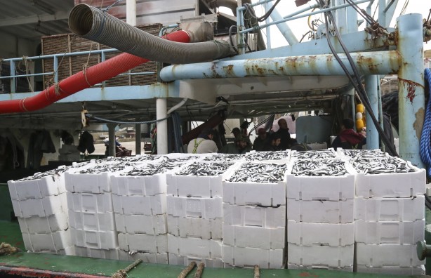 Foto - Sularımızda son 15 gün! Karadeniz'den hamsi fışkırıyor