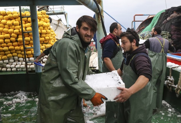 Foto - Sularımızda son 15 gün! Karadeniz'den hamsi fışkırıyor