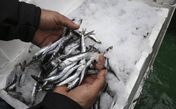Sularımızda son 15 gün! Karadeniz'den hamsi fışkırıyor