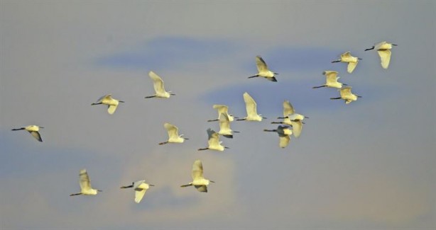 Foto - Sultan Sazlığı'na göçmen kuşlar için su takviyesi 