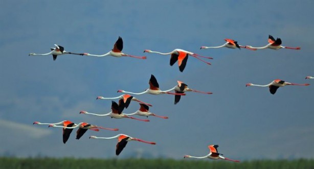 Foto - Sultan Sazlığı'na göçmen kuşlar için su takviyesi 