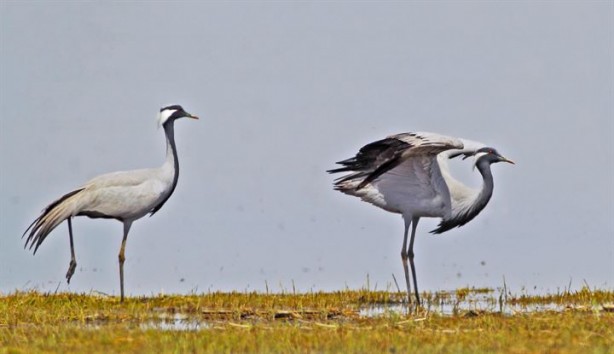 Foto - Sultan Sazlığı'na göçmen kuşlar için su takviyesi 