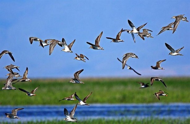 Sultan Sazlığı'na göçmen kuşlar için su takviyesi 