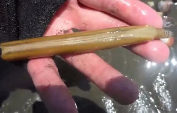 Foto - Sülünez avlamak için sıra dışı bir yöntem