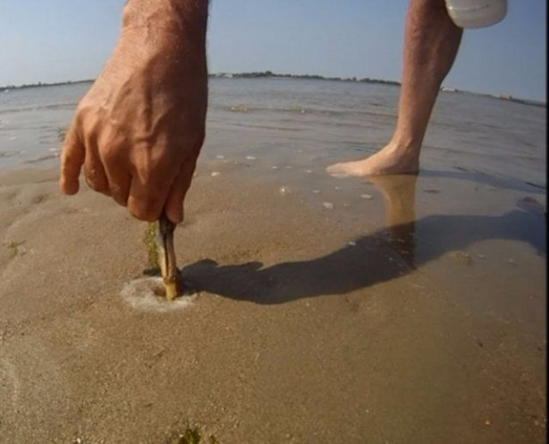 Foto - Sülünez avlamak için sıra dışı bir yöntem