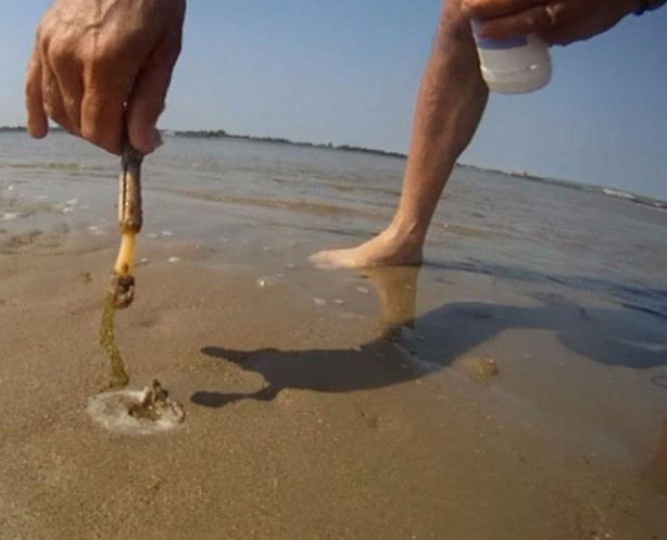 Foto - Sülünez avlamak için sıra dışı bir yöntem