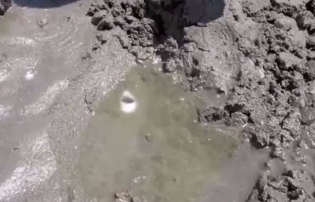 Foto - Sülünez avlamak için sıra dışı bir yöntem