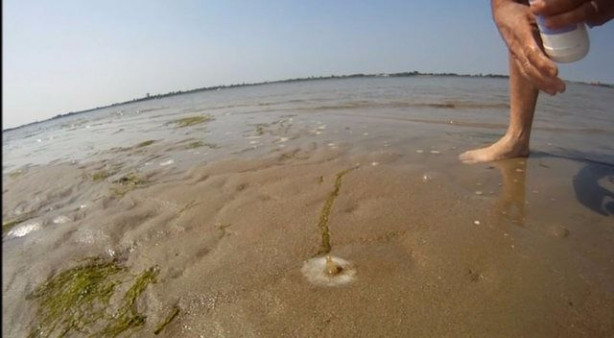 Foto - Sülünez avlamak için sıra dışı bir yöntem