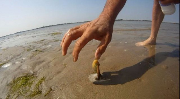 Foto - Sülünez avlamak için sıra dışı bir yöntem