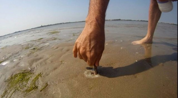 Foto - Sülünez avlamak için sıra dışı bir yöntem