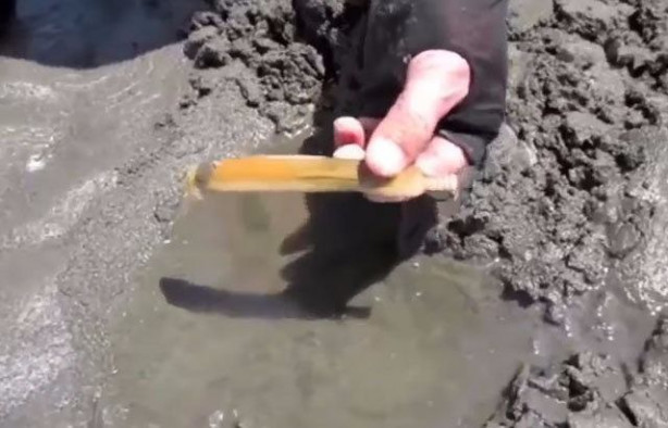 Foto - Sülünez avlamak için sıra dışı bir yöntem