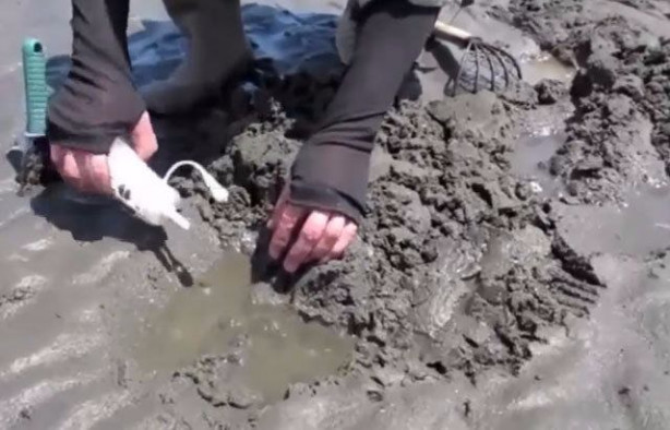 Foto - Sülünez avlamak için sıra dışı bir yöntem