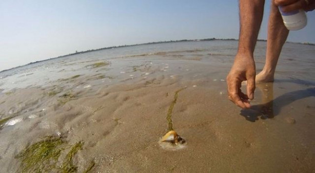 Foto - Sülünez avlamak için sıra dışı bir yöntem