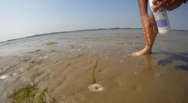 Foto - Sülünez avlamak için sıra dışı bir yöntem