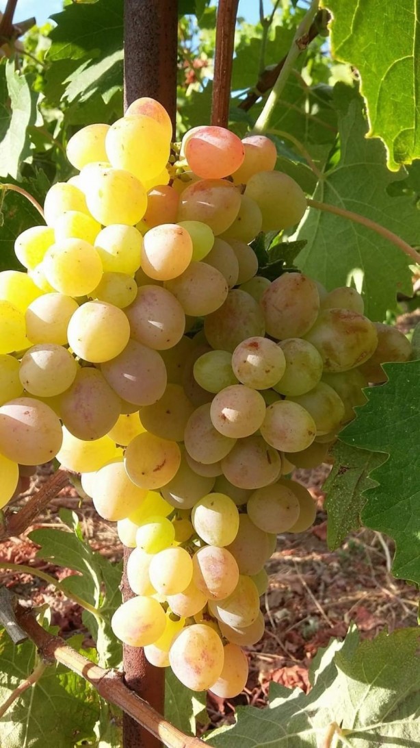 Foto - Sungurlu Beyaz'ına uluslararası inceleme