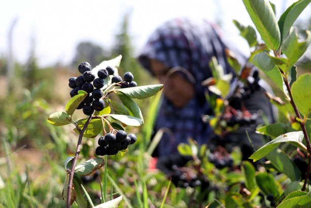 Foto - "Süper meyve" aronya bir başka, böylesi yok! Bu proje adeta Bayburtlu çiftçilere yeni gelir kapısı olacak! 