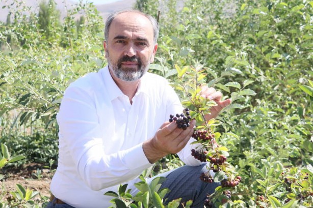 Foto - "Süper meyve" aronya bir başka, böylesi yok! Bu proje adeta Bayburtlu çiftçilere yeni gelir kapısı olacak! 
