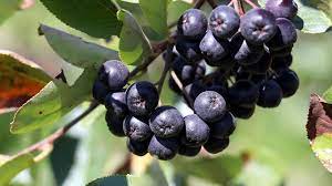 Foto - "Süper meyve" aronya bir başka, böylesi yok! Bu proje adeta Bayburtlu çiftçilere yeni gelir kapısı olacak! 