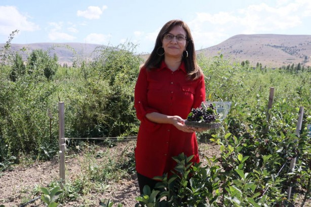 Foto - "Süper meyve" aronya bir başka, böylesi yok! Bu proje adeta Bayburtlu çiftçilere yeni gelir kapısı olacak! 