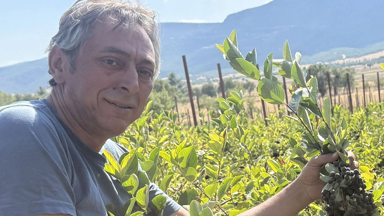  Süper meyve aronya bitkisi: Hem sağlık hem ekonomi için üretiliyor! Türkiye'nin dört bir yanına gönderiyor
