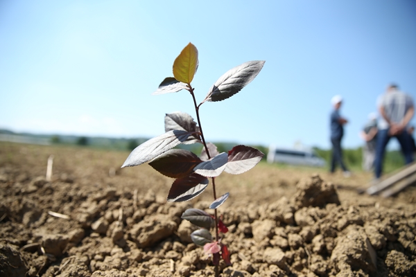 Foto - "Süper meyve" için harekete geçildi... Kent ekonomisine büyük katkı sağlayacak