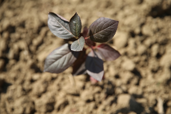 Foto - "Süper meyve" için harekete geçildi... Kent ekonomisine büyük katkı sağlayacak