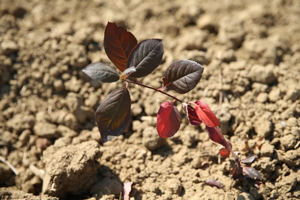 Foto - "Süper meyve" için harekete geçildi... Kent ekonomisine büyük katkı sağlayacak