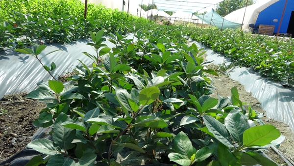 Foto - Süper meyve olarak biliniyor! Kilosu 150 lira