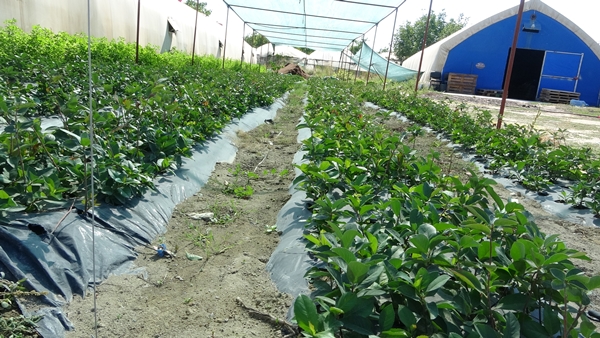 Foto - Süper meyve olarak biliniyor! Kilosu 150 lira