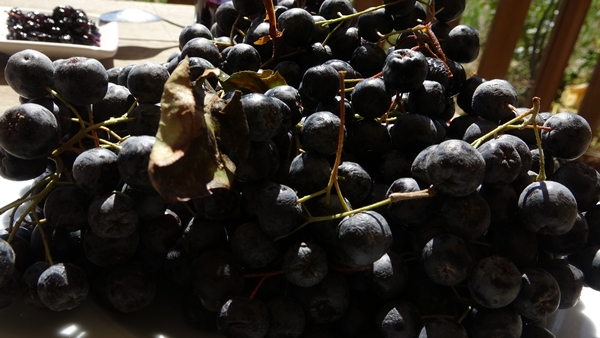 Foto - Süper meyve olarak biliniyor! Kilosu 150 lira