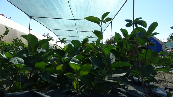 Foto - Süper meyve olarak biliniyor! Kilosu 150 lira