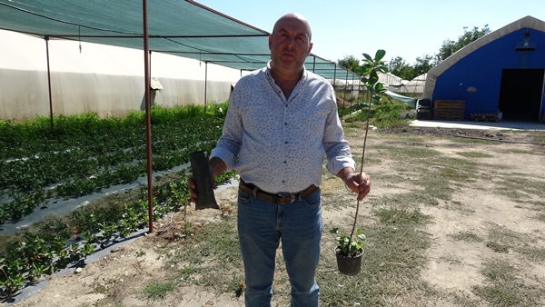 Süper meyve olarak biliniyor! Kilosu 150 lira