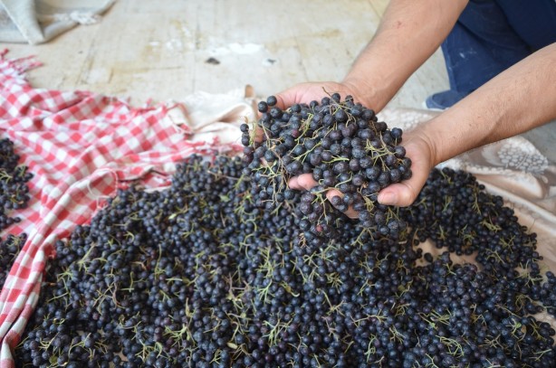 Foto - Süper meyve üretimi Türkiye'de artıyor! Yetiştirenler yaşadı