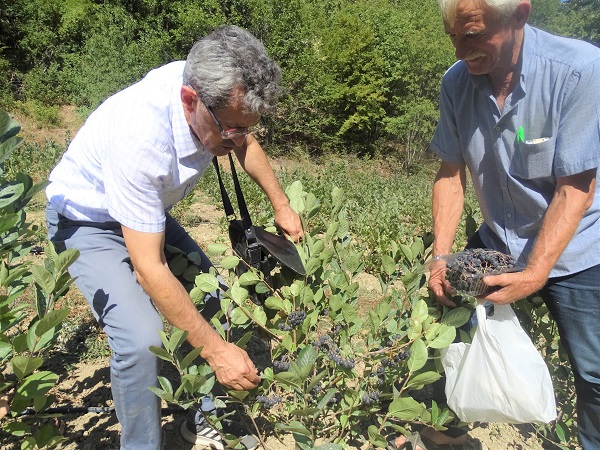 Foto - Süper meyvede ilk hasat başladı