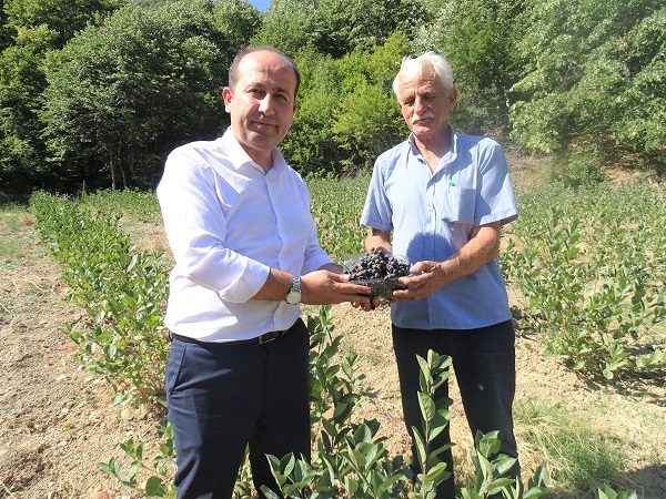 Foto - Süper meyvede ilk hasat başladı