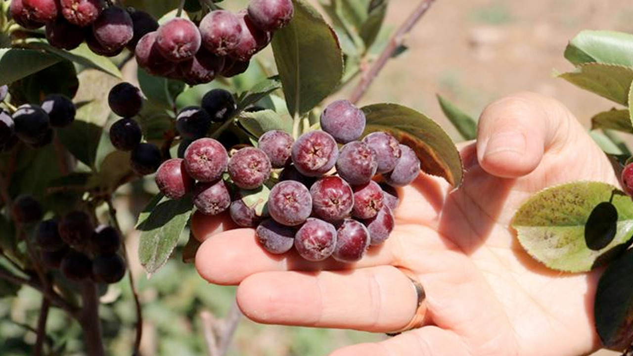Foto - Süper meyve ilk ürünler toplandı: Herkes satın alacak