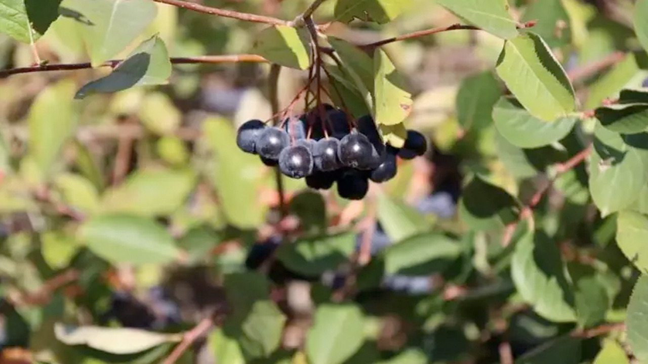 Foto - Süper meyve ilk ürünler toplandı: Herkes satın alacak