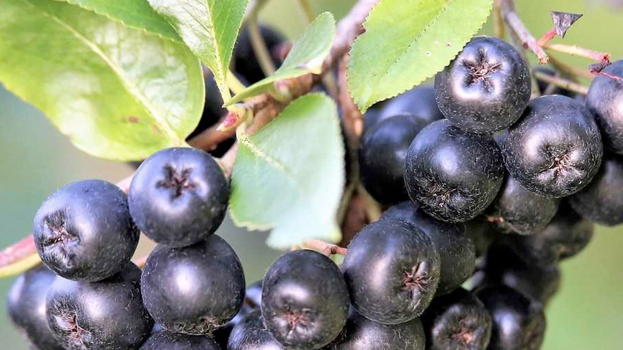 Süper meyve ilk ürünler toplandı: Herkes satın alacak