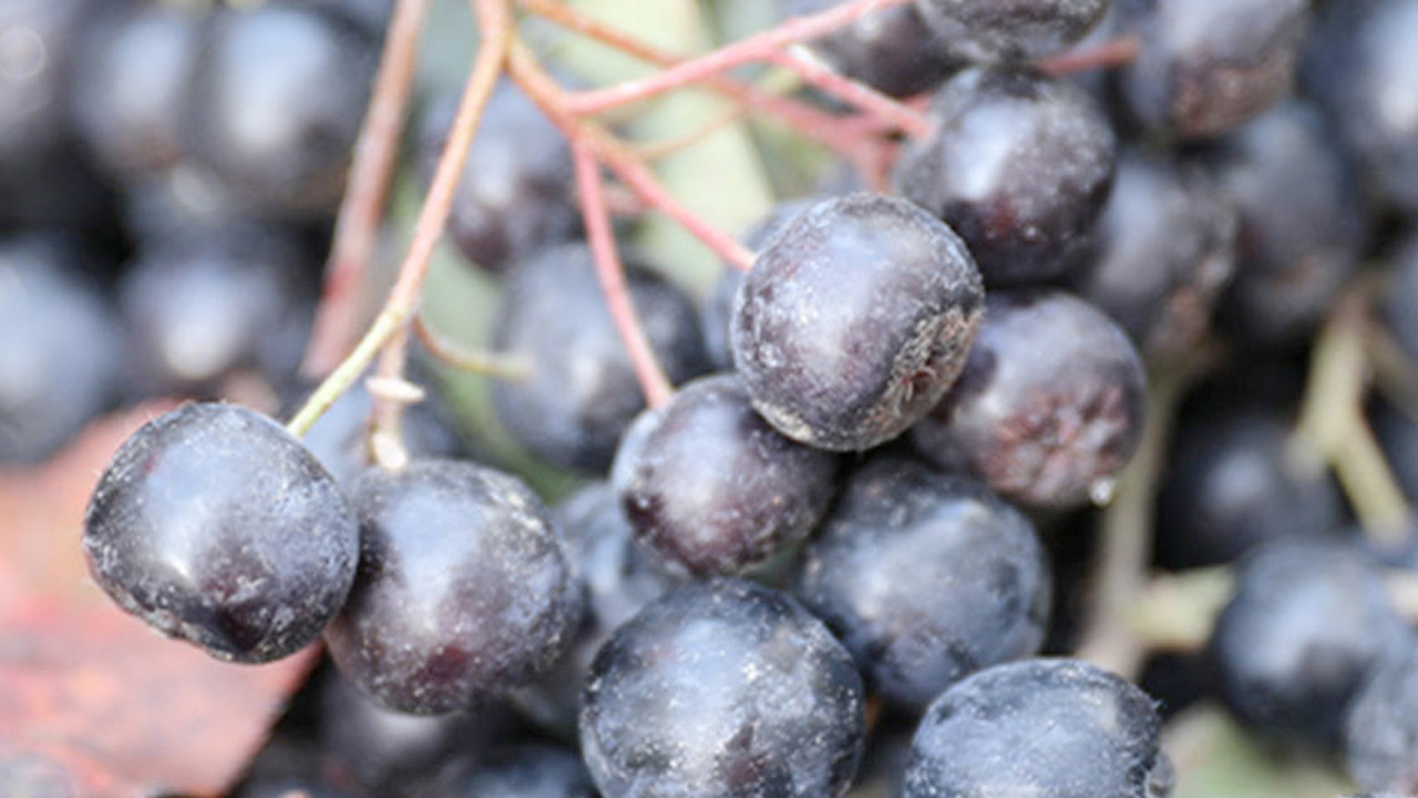 Foto - Süper meyve ilk ürünler toplandı: Herkes satın alacak