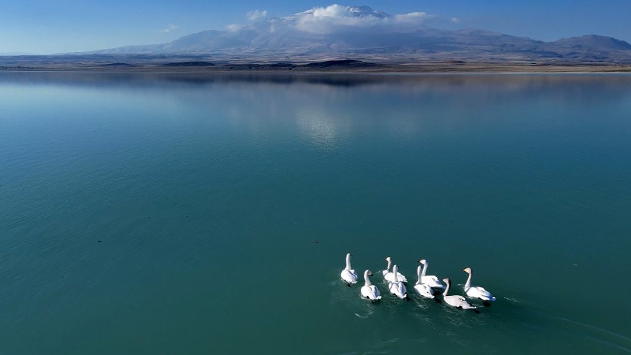 SüphanAllah! Süphan Dağı manzarasında göz kamaştıran kuğu dansı