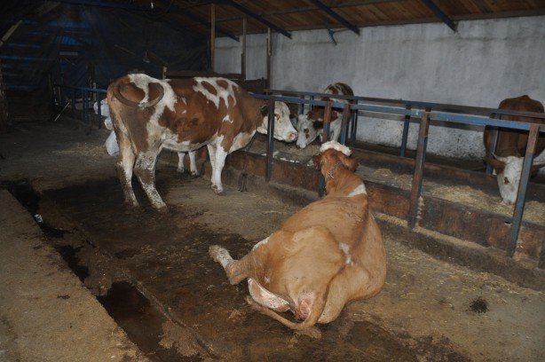 Şüpheli hayvan ölümleri endişelendirdi: 35'i telef oldu, 100'ü zehirlendi