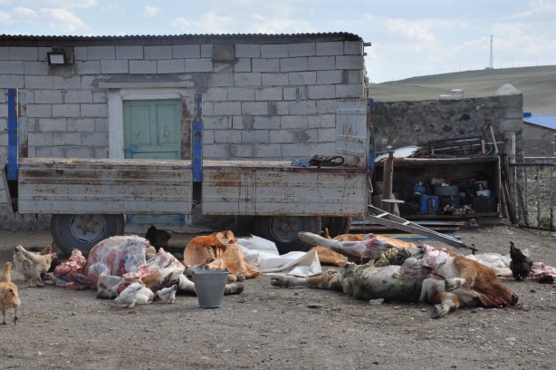 Foto - Şüpheli hayvan ölümleri endişelendirdi: 35'i telef oldu, 100'ü zehirlendi