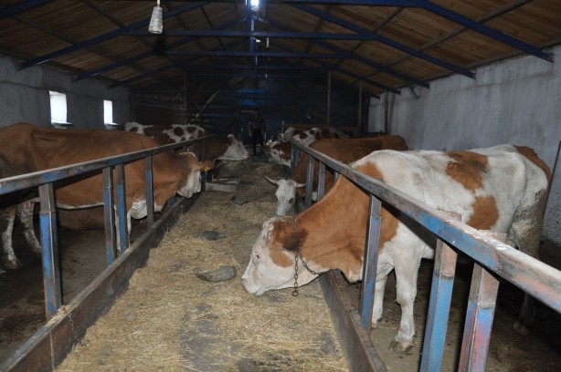 Foto - Şüpheli hayvan ölümleri endişelendirdi: 35'i telef oldu, 100'ü zehirlendi